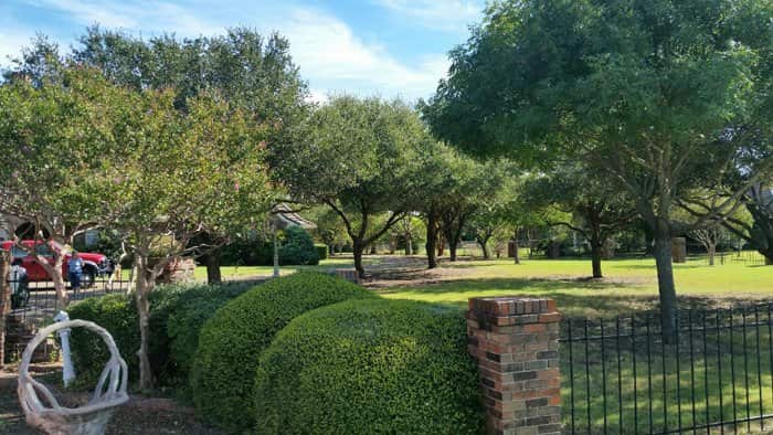 Tree service result in North Texas