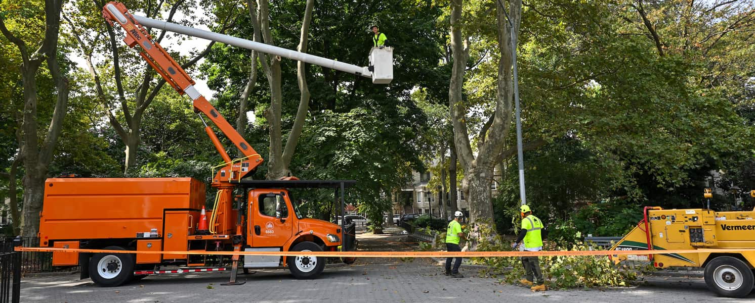 Stump grinding service