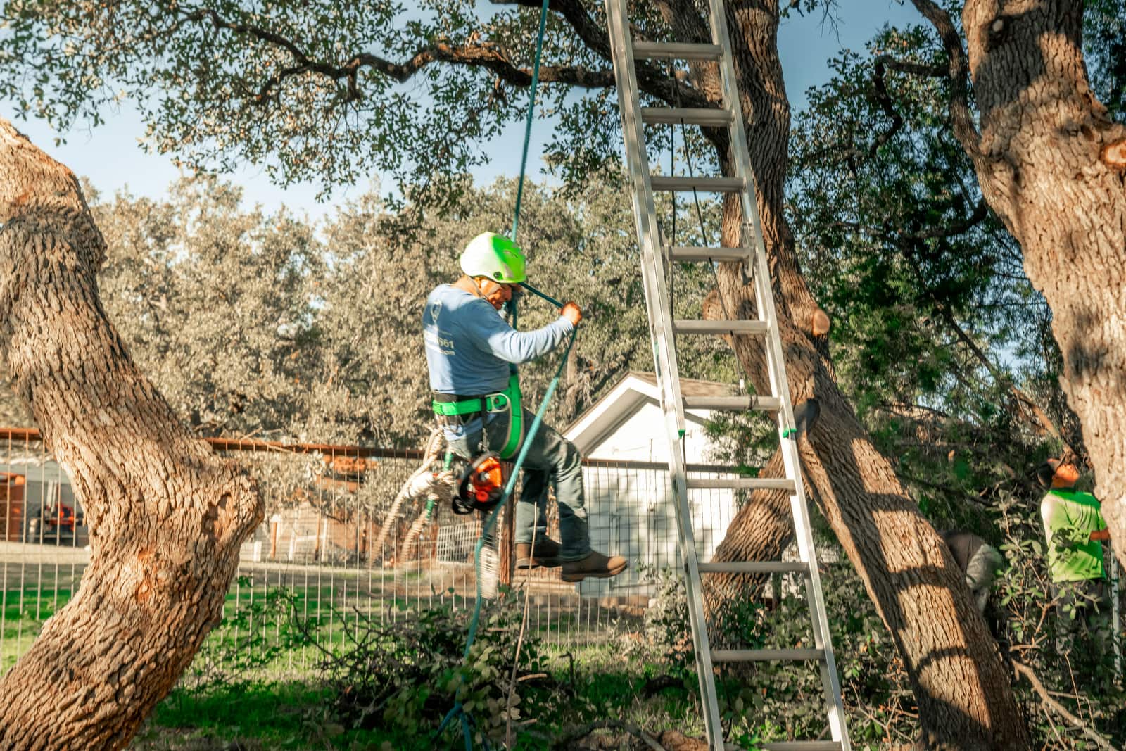 Tree trimming and removal by Aaron's Tree Service